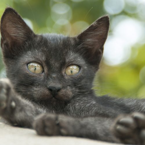 Kitten